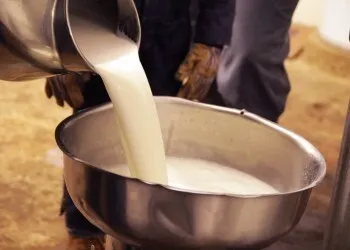 фотография продукта Молоко сырое коровье